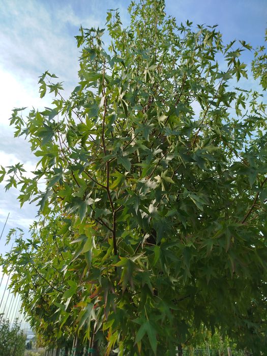 Planta Liquidambar 14-16