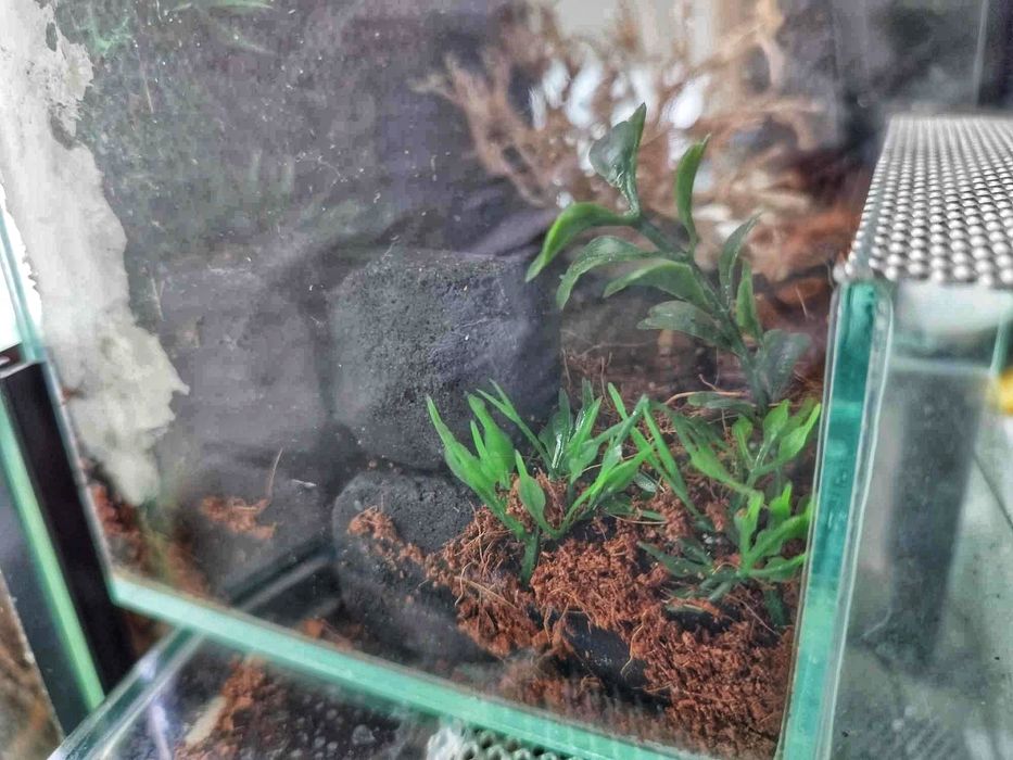 Terrarium 15 cm 14 cm 15 cm dla np pająka