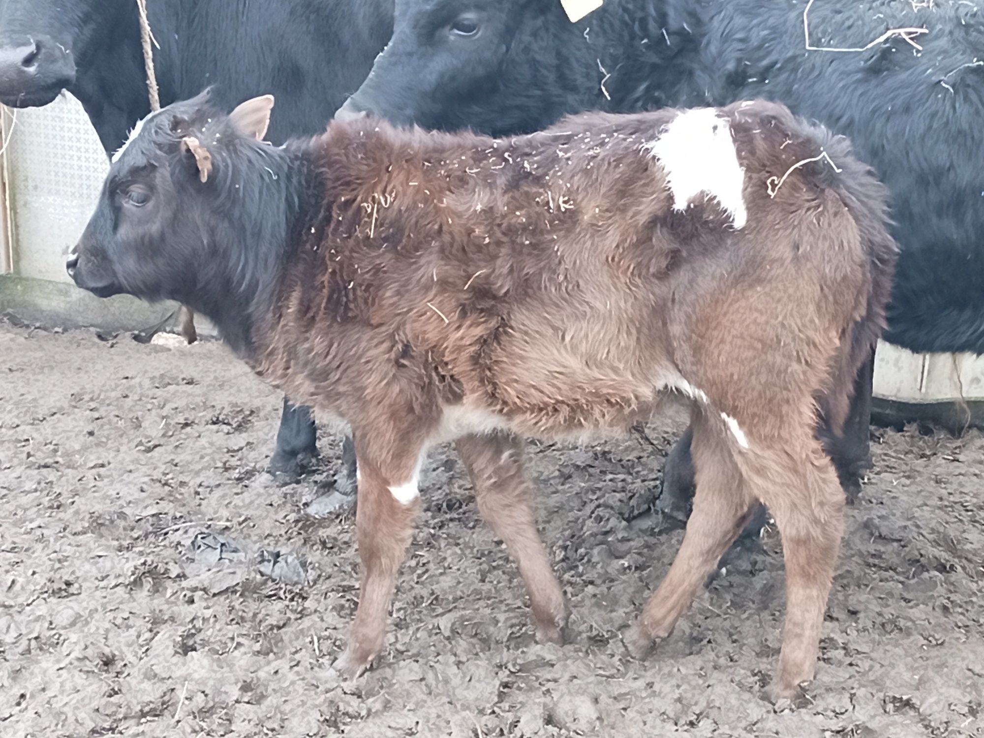 Sprzedam byczka indyjski zebu mini