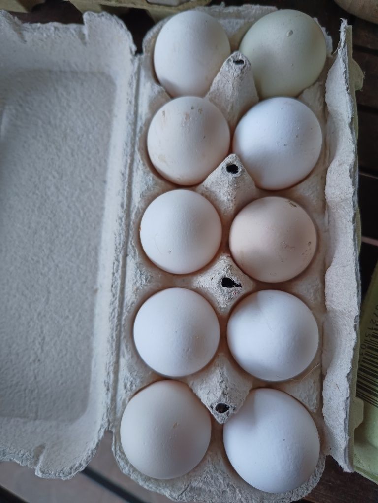 Jajka  z własnej chodowli