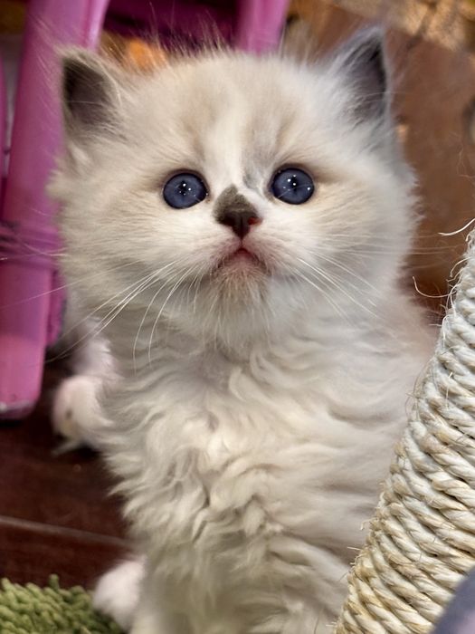 Kocurek Ragdoll - Chrupcio