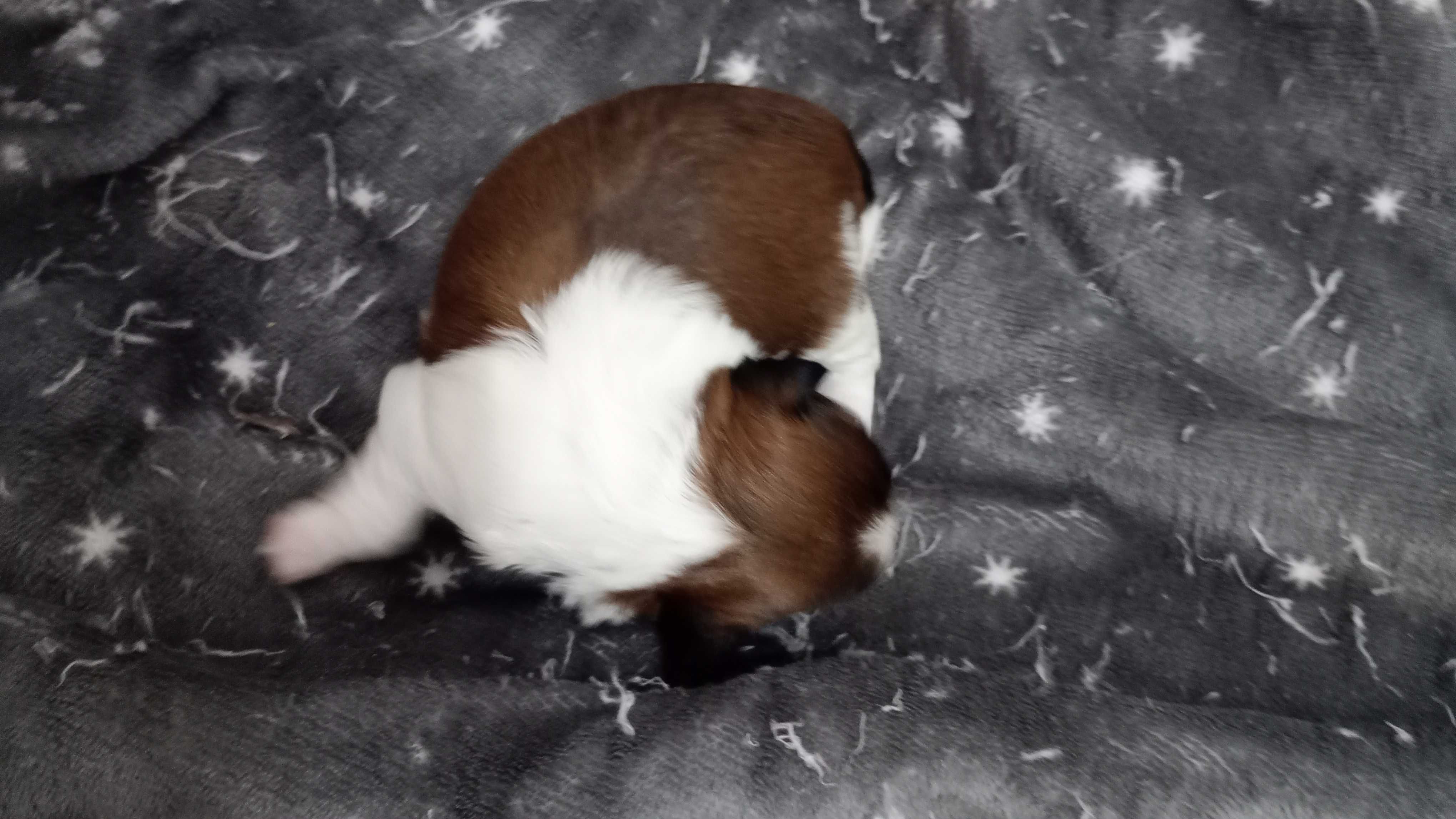 Shih TZU maluszek