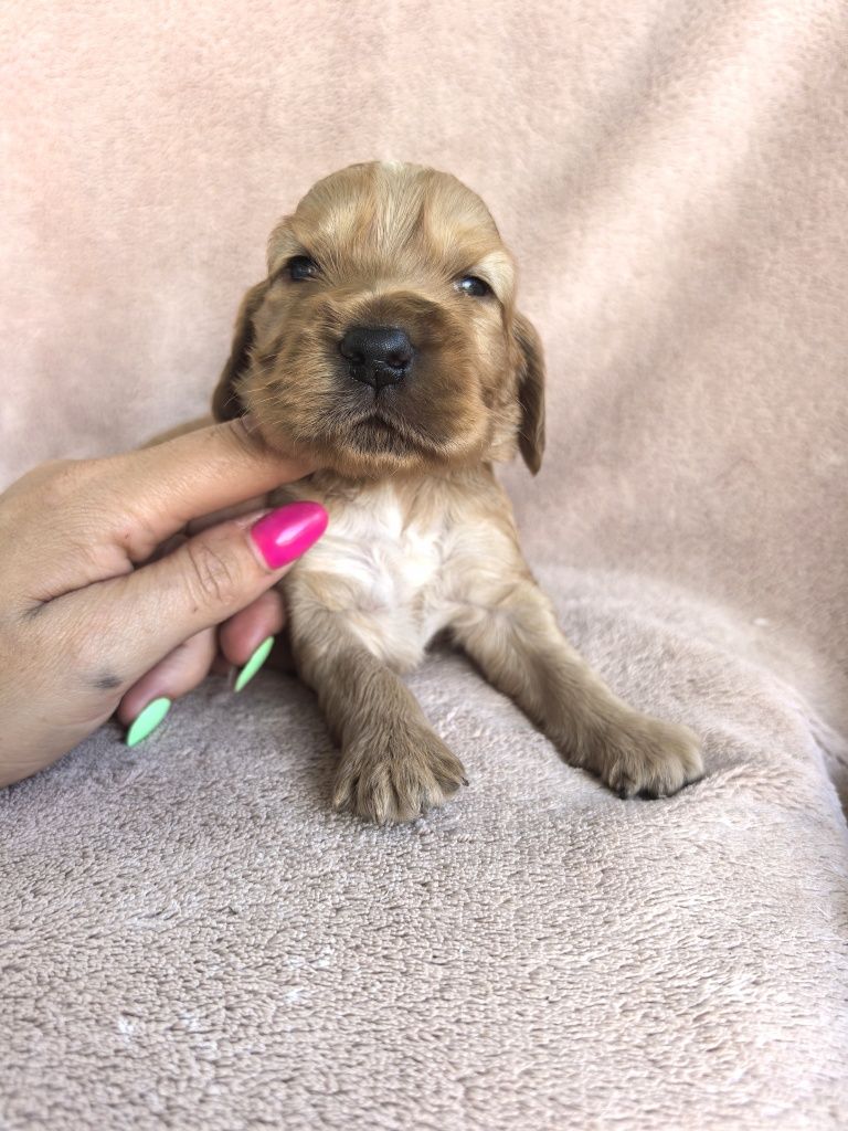 Śliczny szczeniak cocker spaniel