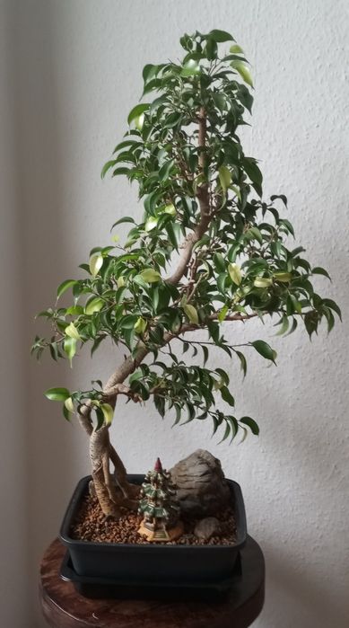 Drzewko Bonsai Ficus - Fikus Natasha