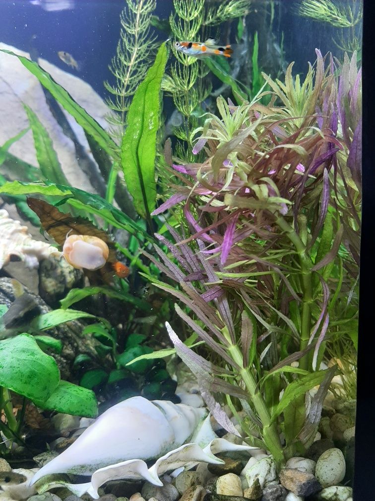 Ludwigia, Limnophila, Kryptokoryna,