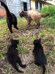 Gatos para Adoção