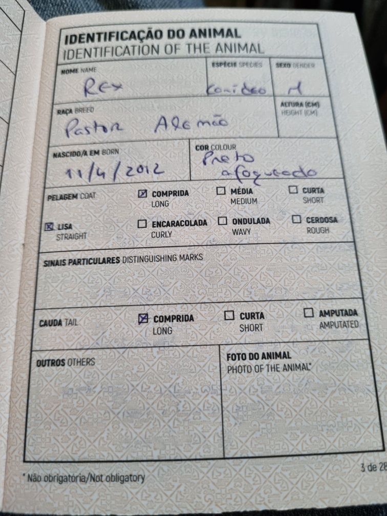 Pastor Alemão  - REX