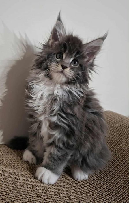 Kotka Maine Coon cudo