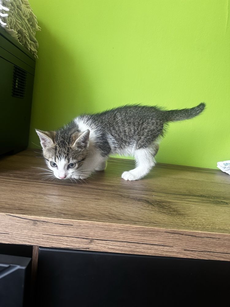 Kotek szuka domku!