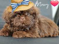 Suczka Messy Shih tzu czekoladowa
