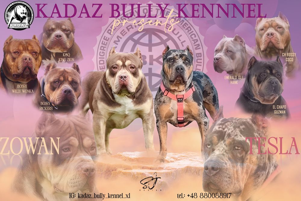 American Bully XL ABKC tri merle