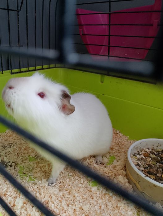 Świnki morskie za darmo