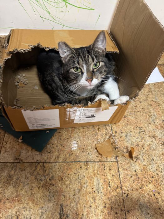 Oddam 2 koty  kotka i kot rodzeństwo