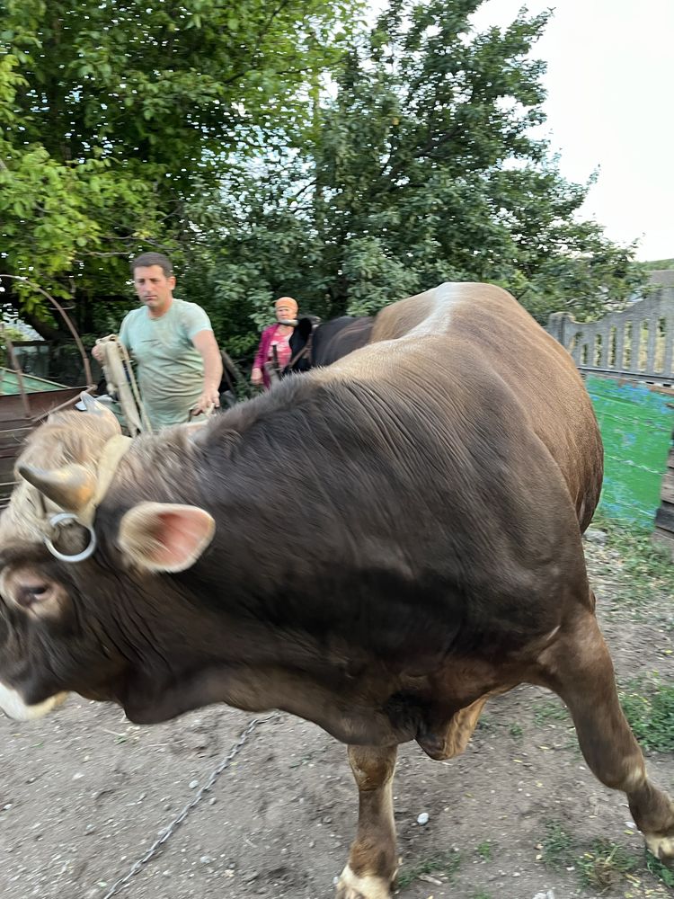 Продам бичка ж вагою