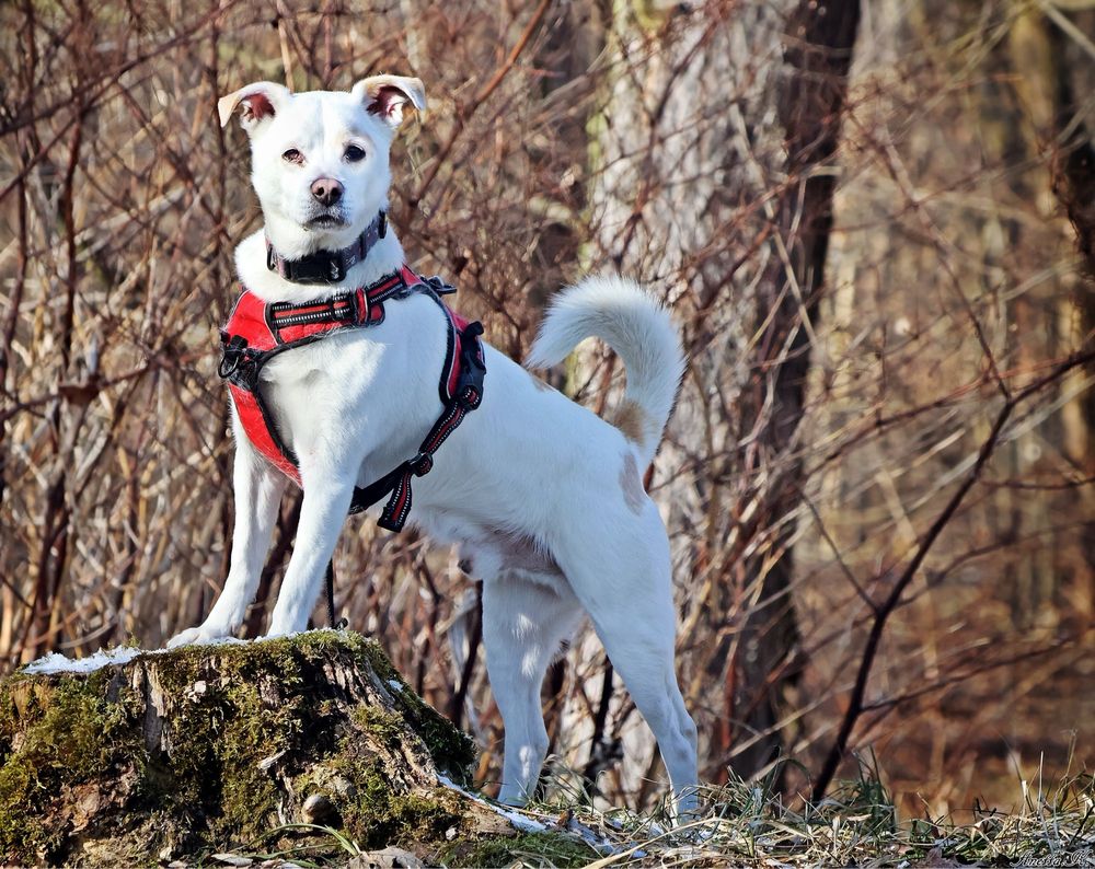 Adoptuj Becika – kochany piesek po przejściach szuka domu