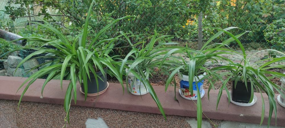 Zielistka dwie odmiany