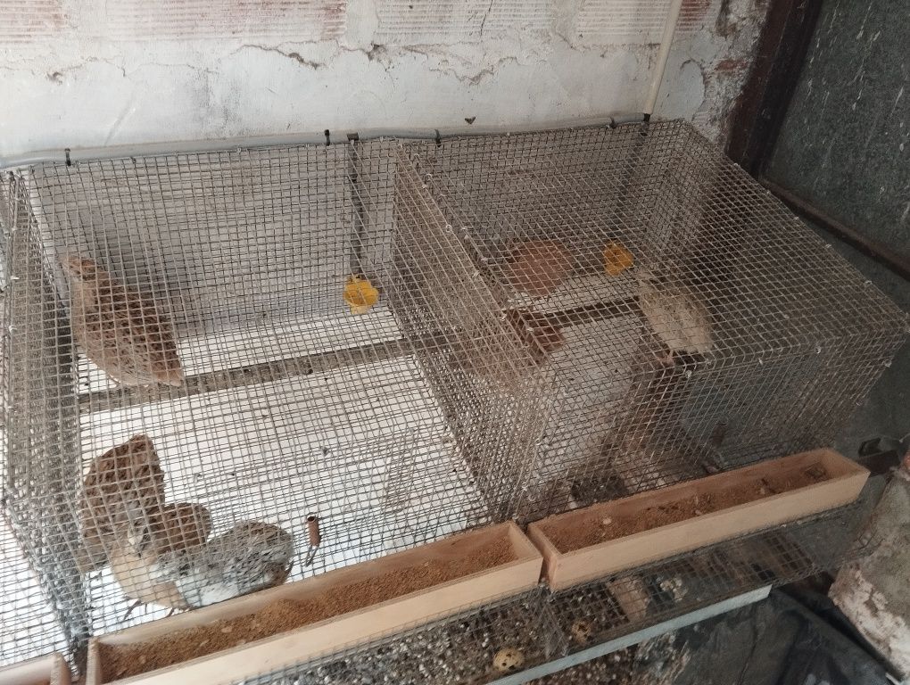 Codernizes e ovos