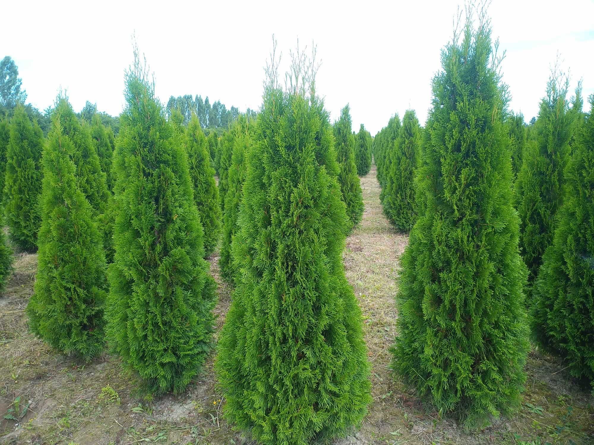 Tuja 'Smaragd' 140-160 cm tuje thuja szmaragd aureospicata kórnik