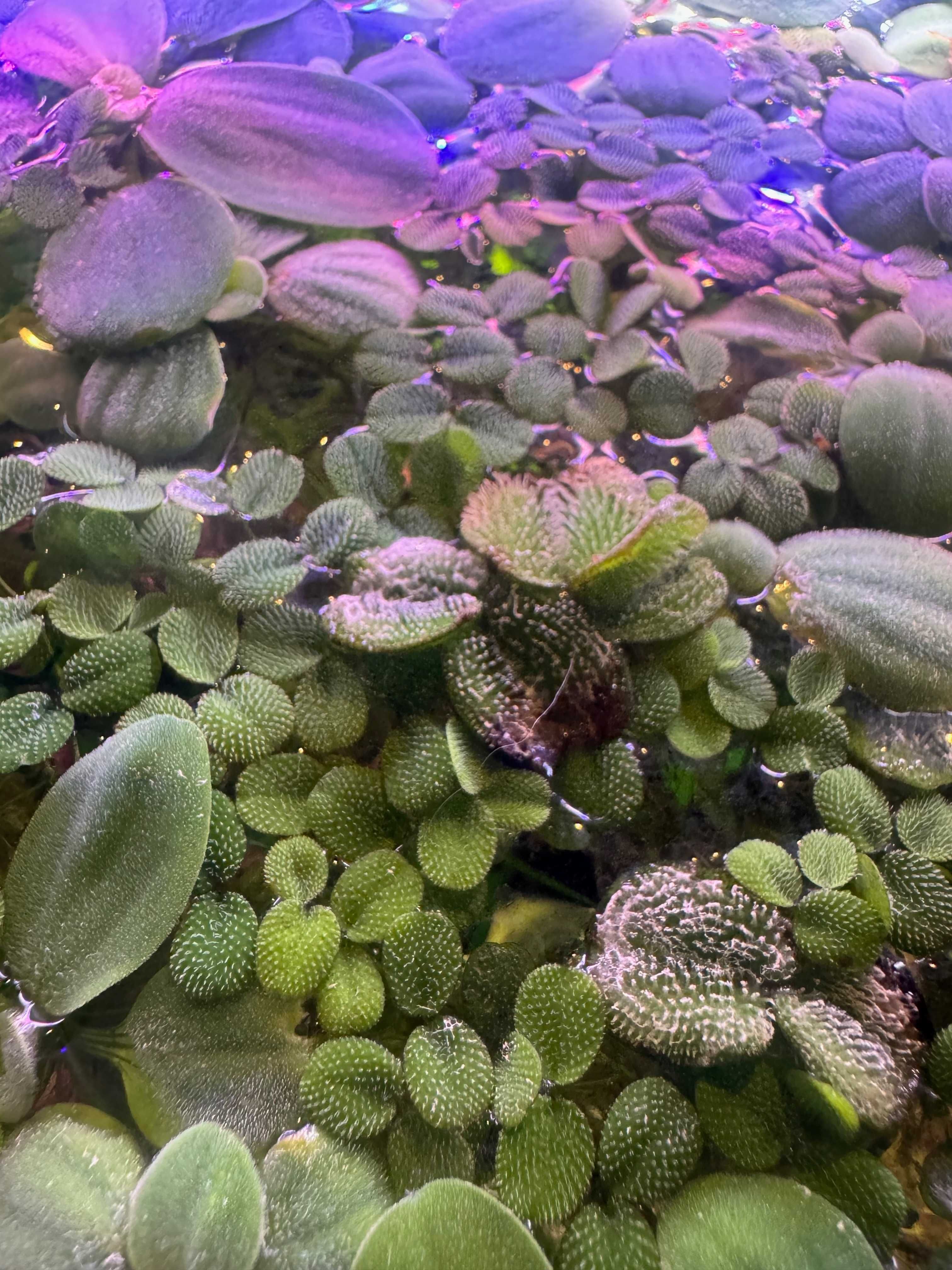 Salvinia natans (Tygiel)