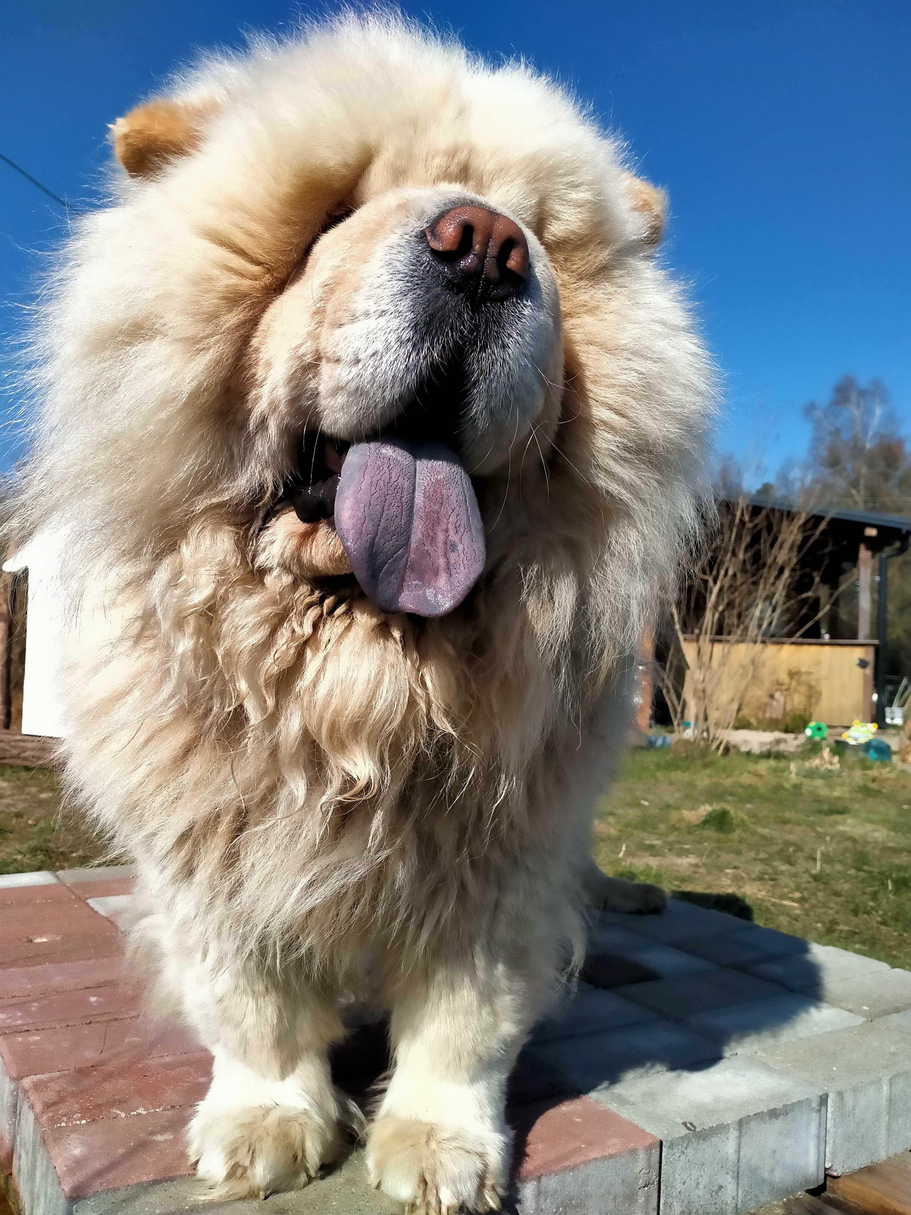 Kremowy pies chow chow Dorosły. Mazowieckie
