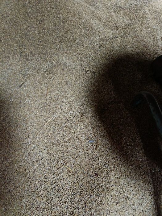 Sprzedam owies z 2025