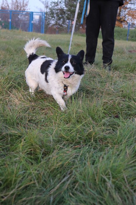 Mały Kieł szuka domku