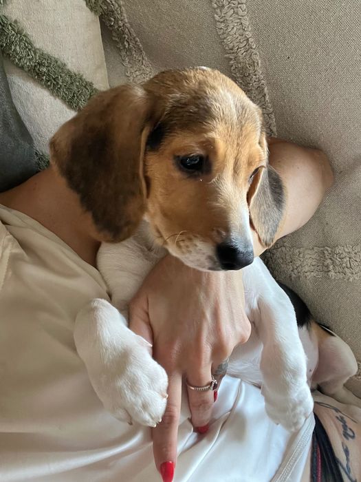 Beagle macho 3 meses