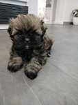 Szczeniaki shih tzu