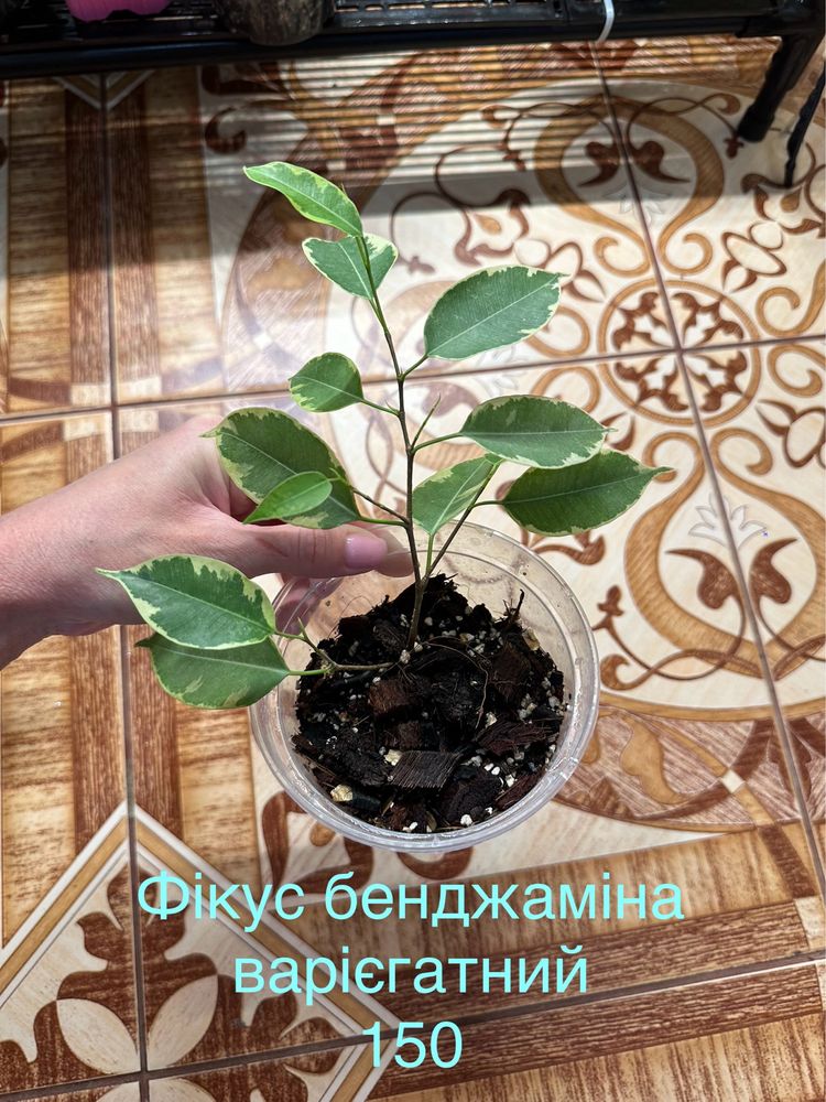 Епіпрепнум, філодендрон, фікус, шлюмбергера