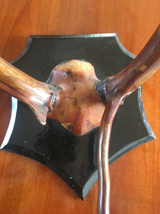 Роги оленя північного