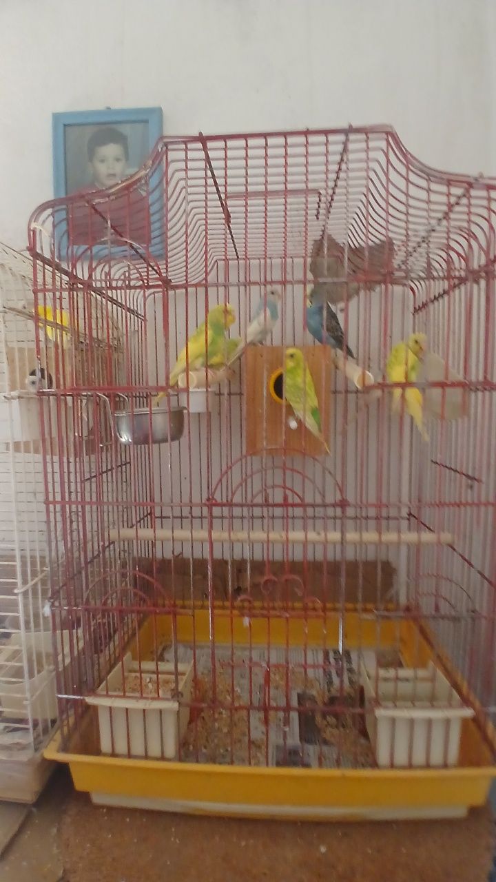 Vendo periquitos 10 euros cada
