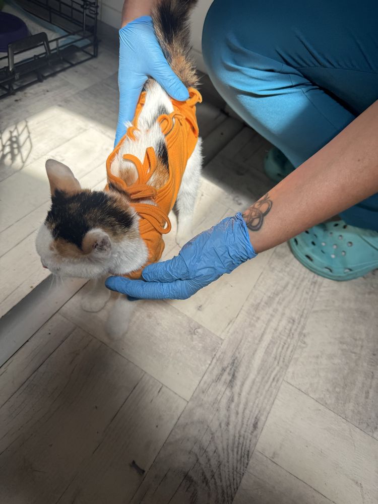 Oddam kotke do adopcji