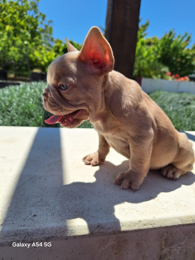 Bulldog francês fêmea