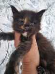 Maine coon kotka kocieta