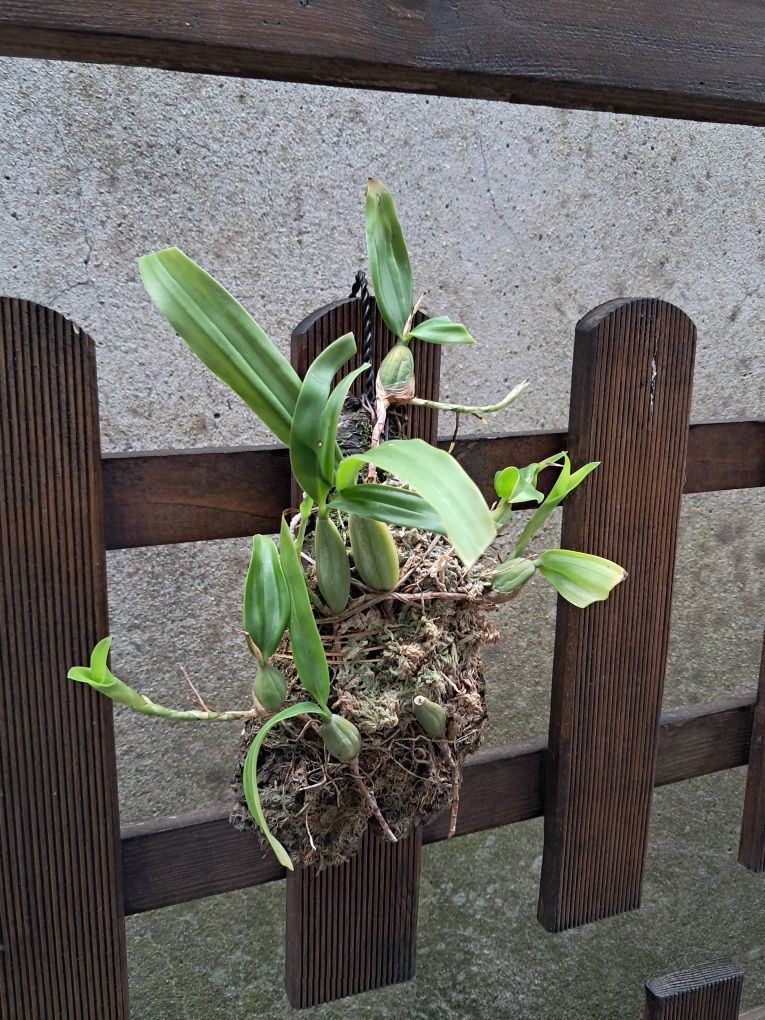 Coelogyne fimbriata - Orquídea montada