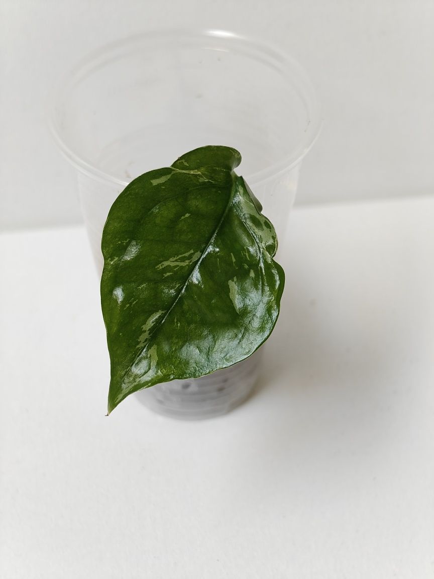 Epipremnum Pinnatum sp Merapi