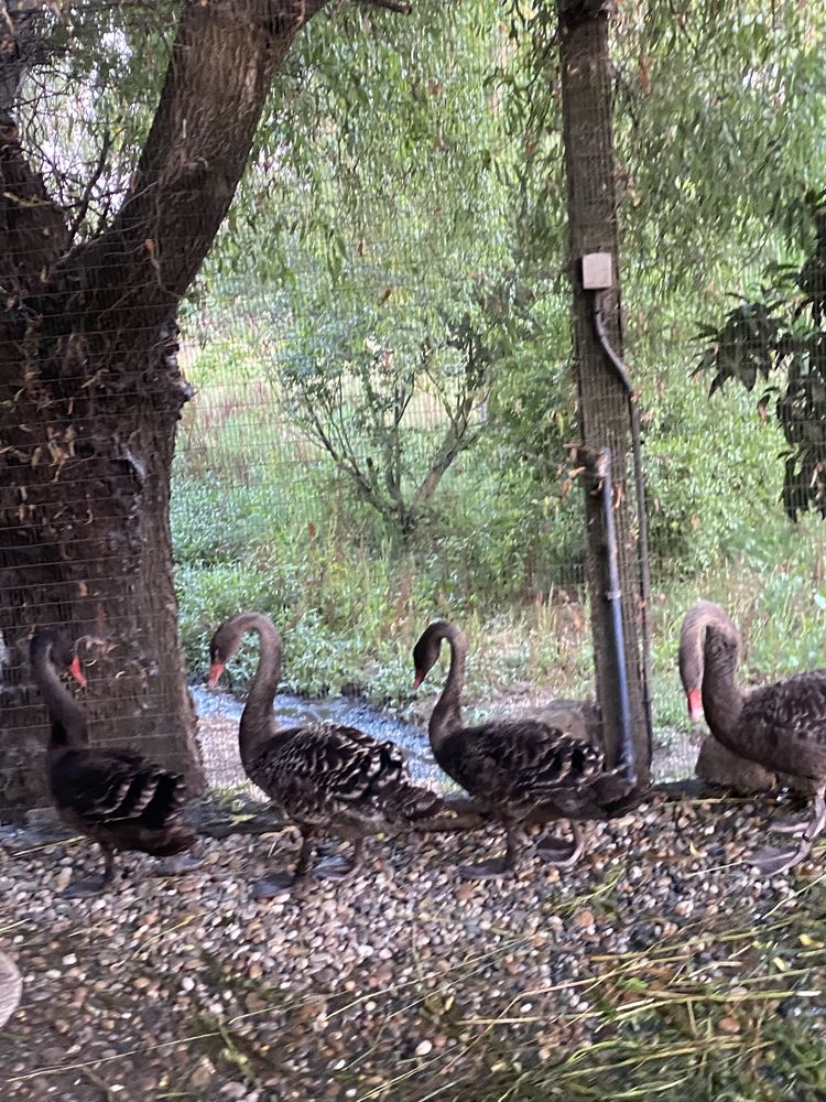 Cisnes pretos e brancos.