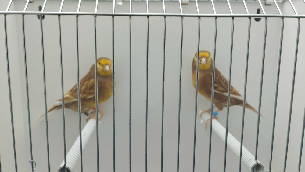 Pheos amarelos mosaico