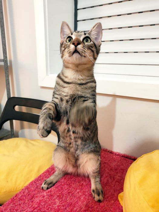 Gatinhos Bebés machos, 5 meses