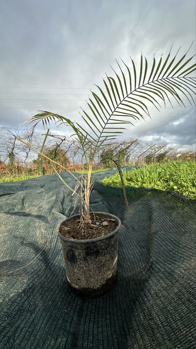 Palmeira lytocaryum weddellianum