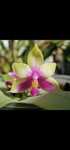 Phalaenopsis bellina NFS storczyk fanelopsis orchid kwiat kwitnie
