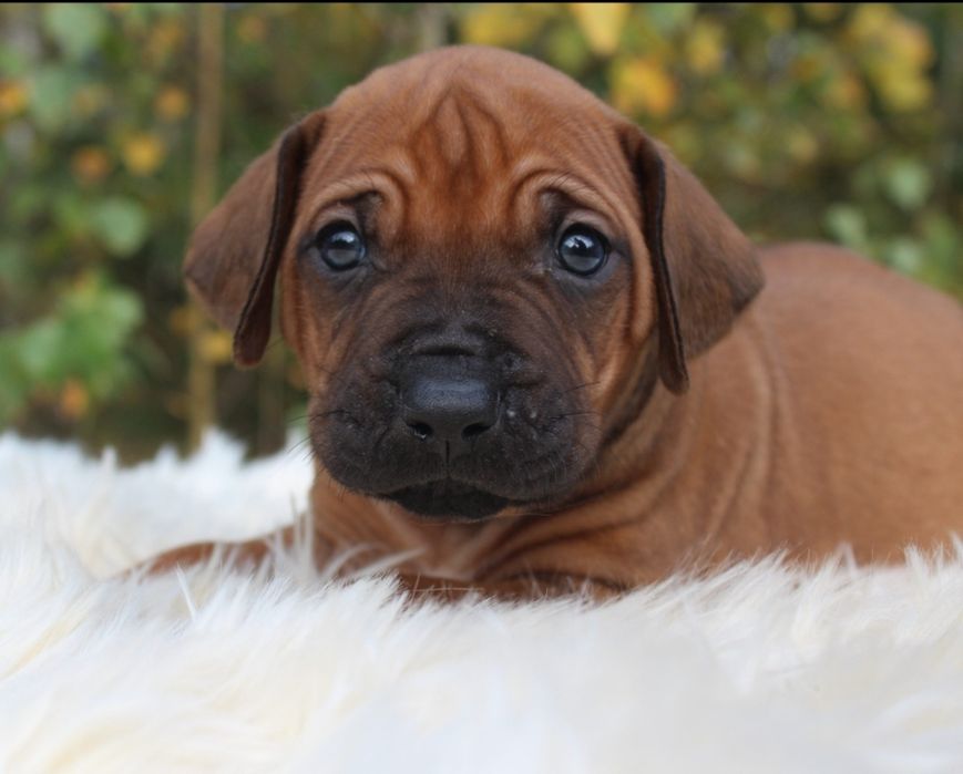 Rhodesian Ridgeback-urocza suczka