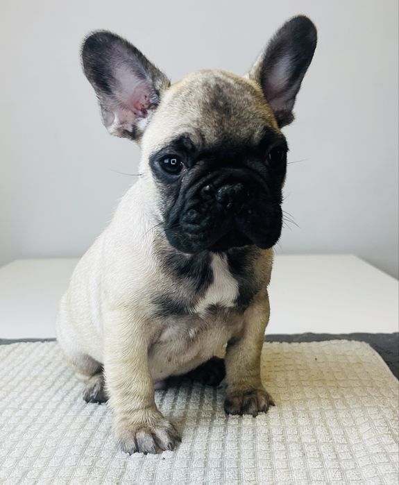 Buldog Francuski płowy piesek - ZKwP/FCI