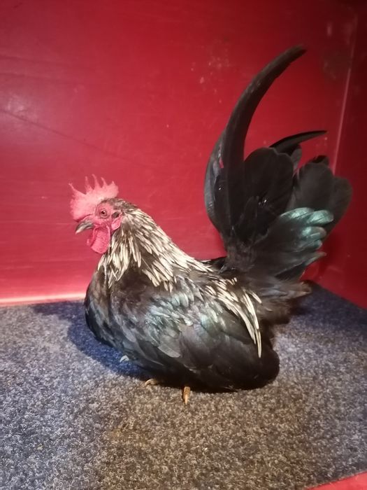 Chabo 2025 kury koguty