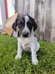 Pieski do adopcji