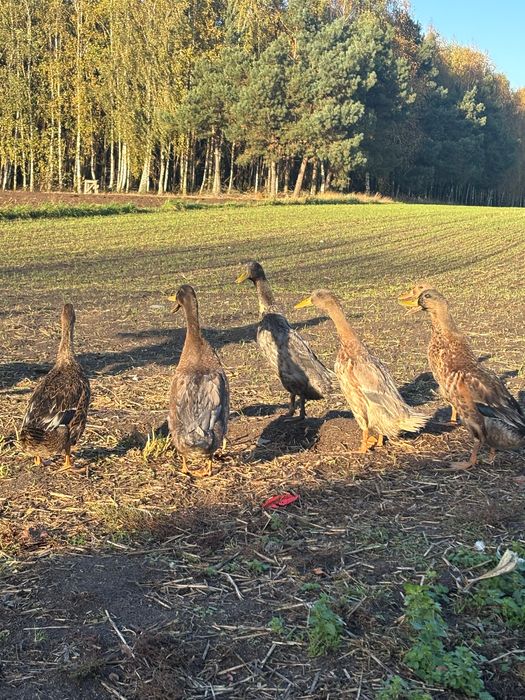Kaczki biegusy / sprzedam