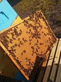 Odklady Pszczele/ pszczoły sezon 2024