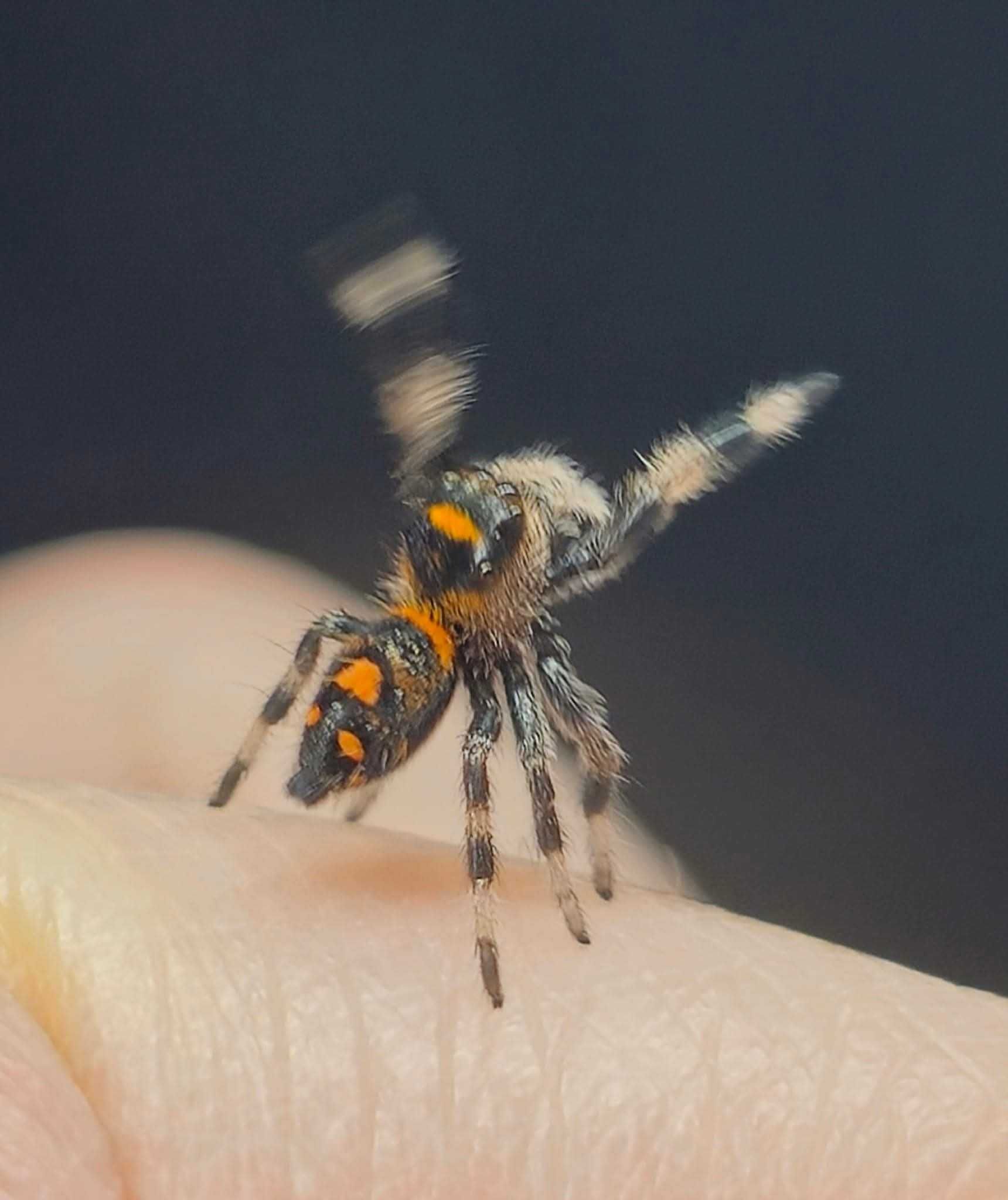 Skakun Phidippus Regius soroa L5