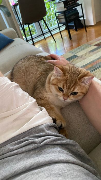 Gata para adoção: British Shorthair