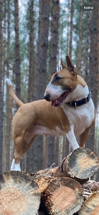 Super chłopiec bulterier miniaturowy